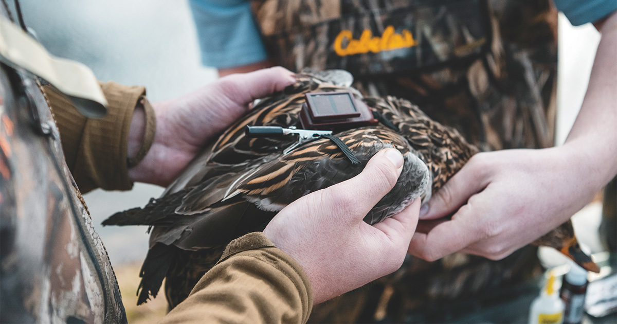 Understanding Waterfowl Ducks Join the Digital Age Ducks Unlimited